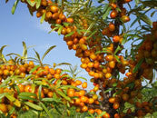 PERMACULTURE PLANTS for COLDEST CANADIAN CLIMATE ZONES 1-5