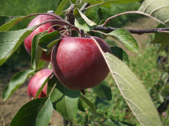 APPLES and Crabapples