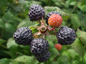 BERRIES and NATIVE/WILD species