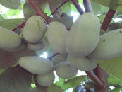 PAWPAW-PERSIMMON-MULBERRY-QUINCE and other fruit favourites-2025