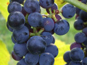 GRAPES and OTHER VINES