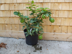 Citrus tree - Dwarf