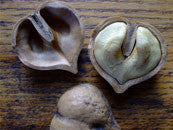 ALMONDS-CHESTNUTS-WALNUTS-HAZELNUTS-PECANS-GINKO-HICKORY NUTS