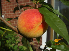 APRICOTS - PEACHES - NECTARINES - ALPRICOTS