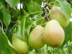 PEARS and PAPPLES