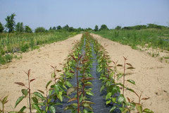 PERENNIAL PLANTS - SEEDS - ROOTSTOCKS