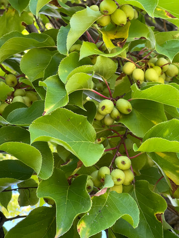SIBERIAN Kiwi - MALE Kolomikta