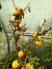 Nectarine PATIO DWARF