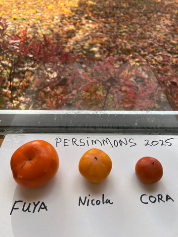 PERSIMMON TAYLOR