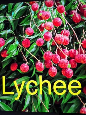 LYCHEE FRUIT