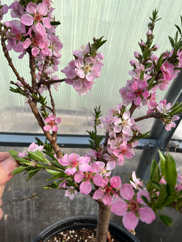 Nectarine PATIO DWARF