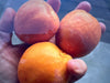 APRICOT X ALMOND or ALPRICOT