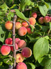 A PLUMCOT - GOLDSTAR