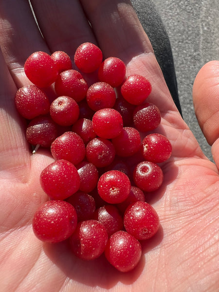 cherry Sour Cherries – Prairie Hardy Nursery
