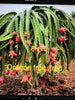 DRAGON FRUIT