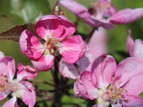 APPLE Purple Passion