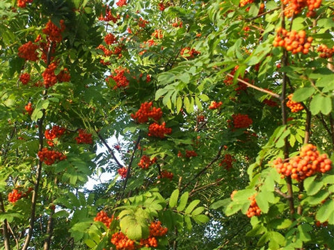 AROSO BERRY....mt ash X aronia