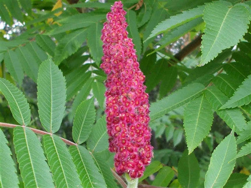 SUMAC Berries