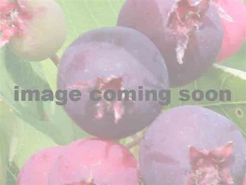 Martin Saskatoon Berry