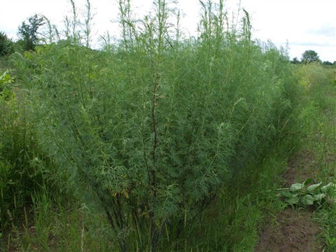 Silver Absinthe - Natural Pesticide