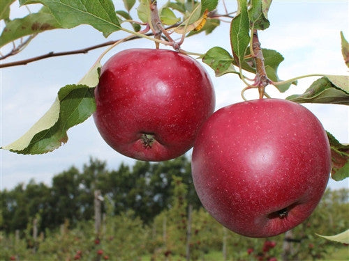 Primavera (Olympic) Apple