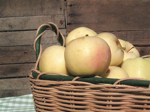 APPLE ROOTSTOCKS X 5