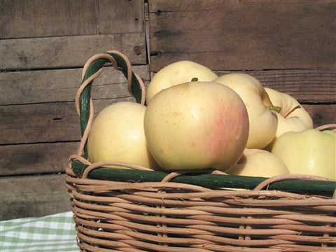 APPLE ROOTSTOCKS X 5