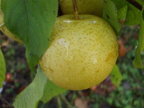 Asian Pear - SHINSEIKI – Green Barn Farm