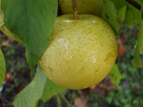 Asian Pear - SHINSEIKI
