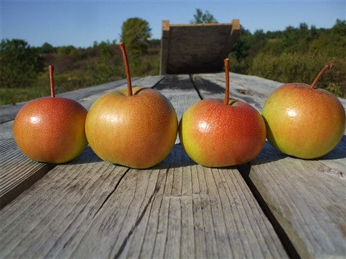 Taylor Apple Pear (TAP)