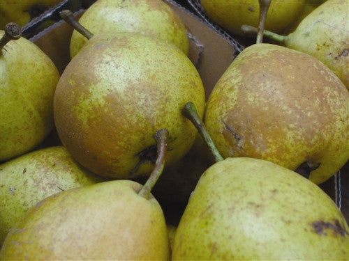 CANADIAN Heirloom - RITSON