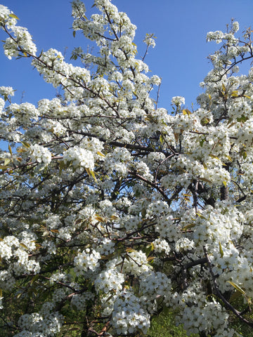 ASIAN or EURO PEAR X5 - SALE 2026