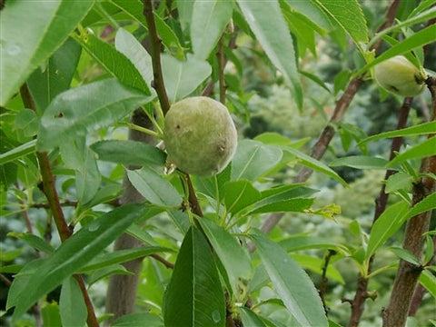 ALMONDS - Canadian Taylor