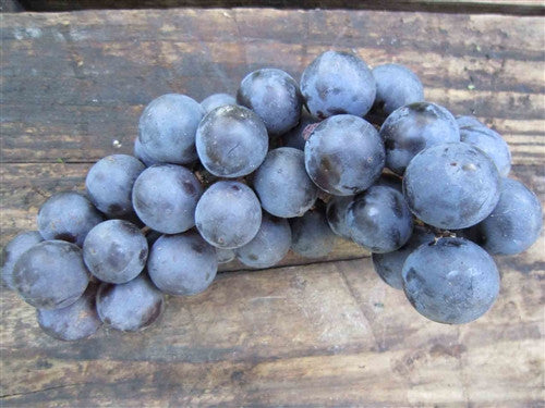 Grape - BIG BLUE