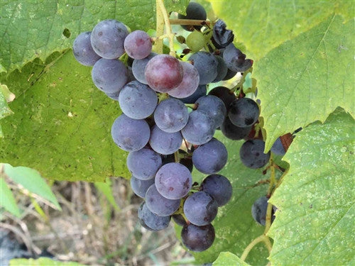 grape Vitis Beta Grape Vine 1G – Garden Girl