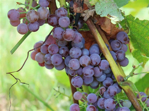 Pink Pearl Seedless Grape