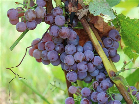 Pink Pearl Seedless Grape