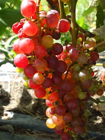 REDLIANCE- Seedless Grape