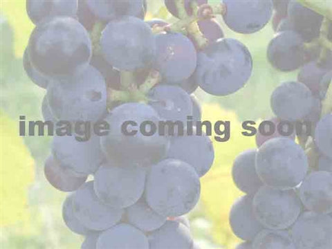 CONCORD Seedless GRAPE