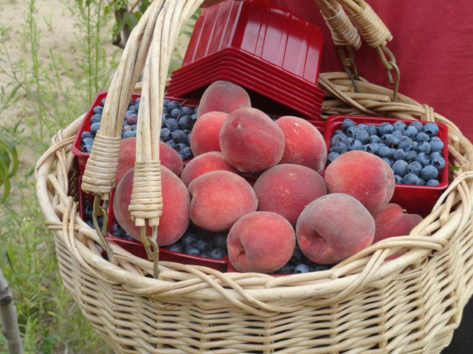 A Best - TIFFANY ROSE Peach