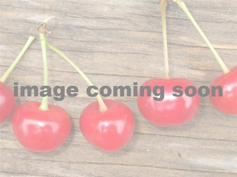 Cherry Dwarf- Carmine Jewel