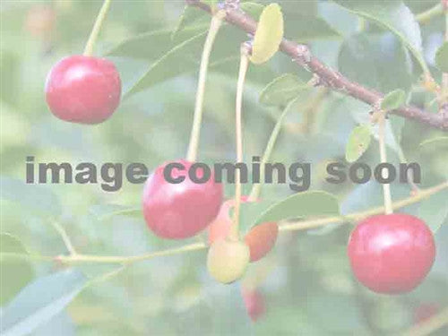 Crimson Passion Shrub Cherry