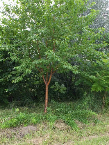 TOUGH 'n' BEAUTIFUL - Amur Maakii