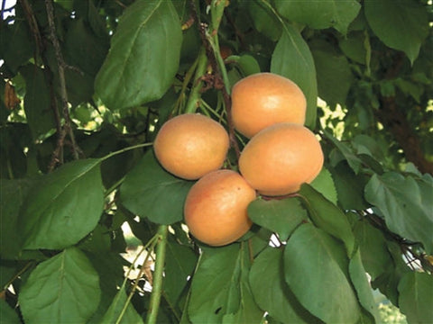 APRICOT- HARDICOT