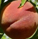Peach RELIANCE