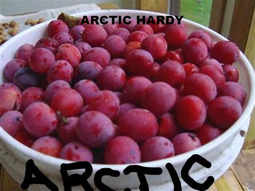 CANADIAN PLUM - ARCTIC HARDY