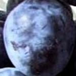 Plum - Montreal Mt Royal