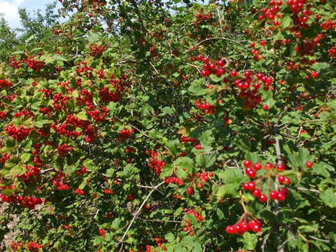 Cranberry - WILD High Bush