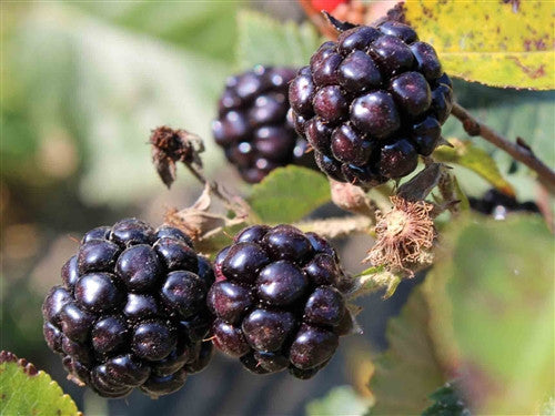 BLACKBERRY - EBONY X 5