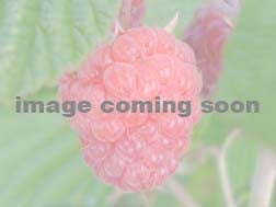 Raspberry - Red Everbearing LUSCIOUS